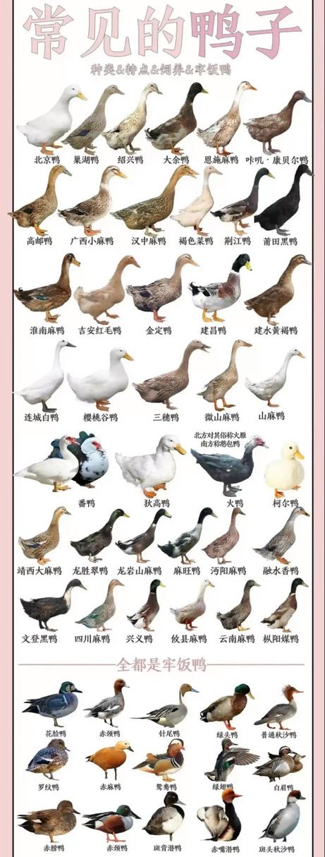 鸭子的品种有哪些图片缩略图