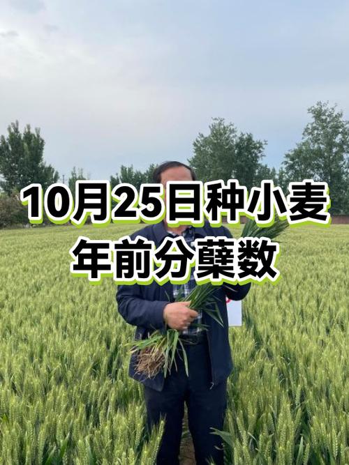 小麦分蘖的最低温度是多少缩略图