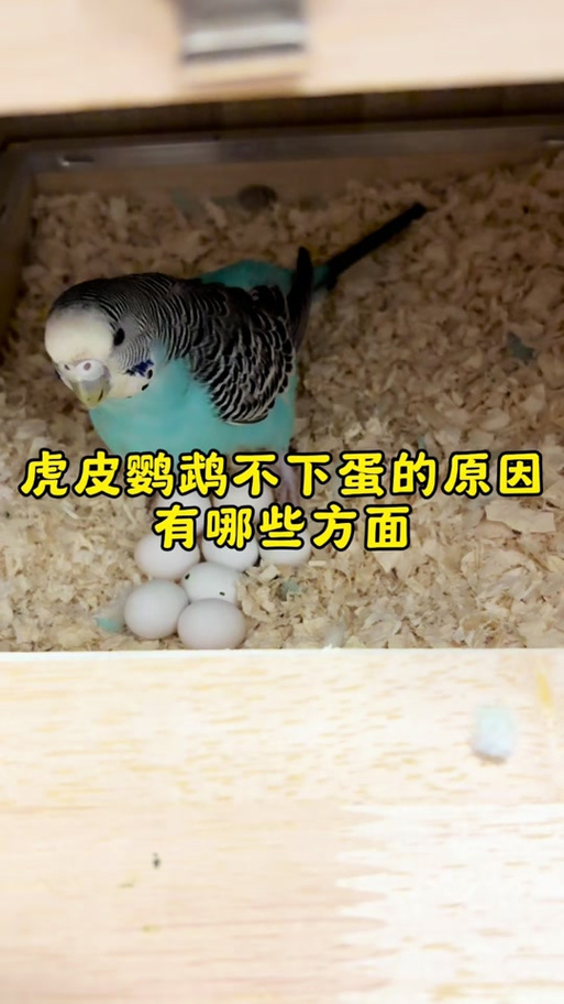 鹦鹉下蛋前的征兆图标