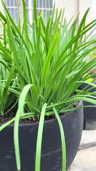 家庭阳台韭菜种植最简单方法缩略图