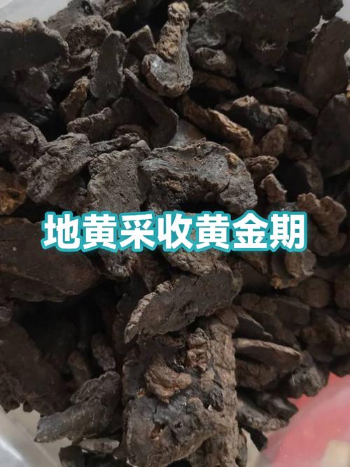 地黄的产地是哪里最好?游戏截图