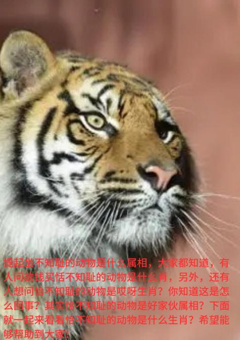 一无所获打一准确动物游戏截图