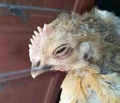 鸡身上会存活艾滋病毒吗图标