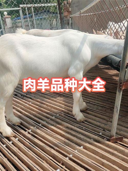 羊肉的品种有哪些缩略图