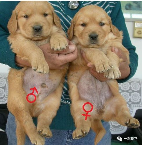 男孩子叫女孩子母狗是什么意思缩略图