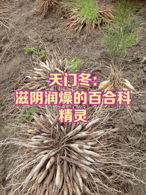天冬的功效与作用百度百科图标