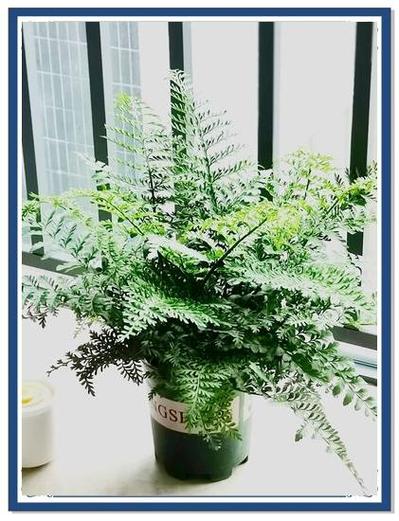 室内种植什么植物最好养缩略图