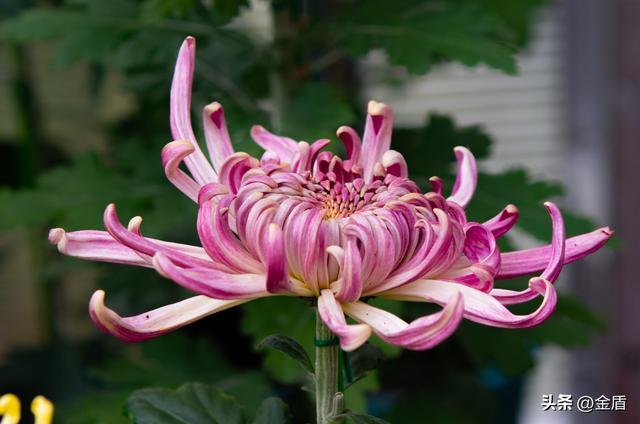 菊花还像什么一年级缩略图