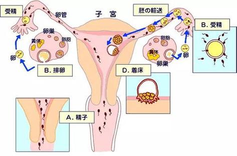 40岁是不是很难怀孕了图标