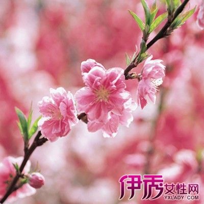 梦见满山桃花盛开是什么意思缩略图