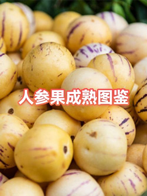 人参果长什么样子图片图标