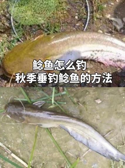 一天中钓鲶鱼最佳时间缩略图