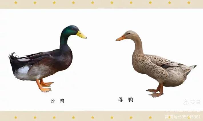 鸭暗示什么男女关系缩略图