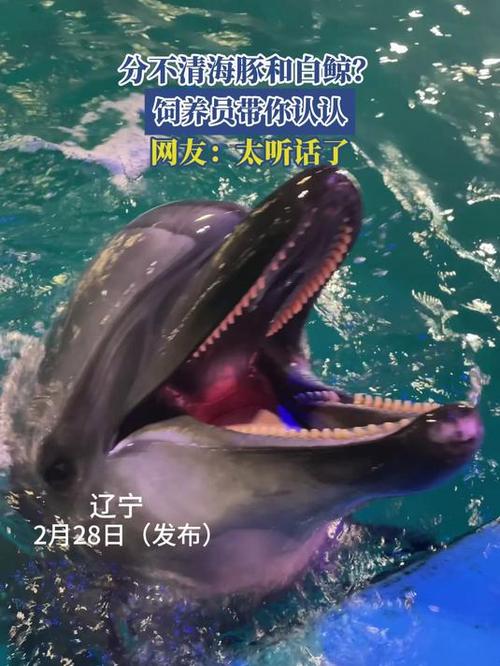 白鲸养久了会认主人吗图标