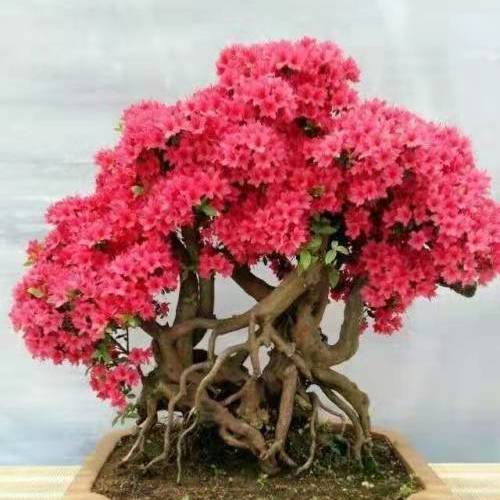 盆栽杜鹃花的养殖方法和注意事项缩略图