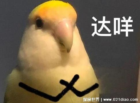 女生说达咩是什么意思怎么回复缩略图