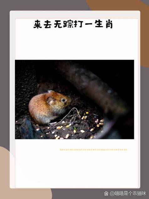 甜言蜜语打一个动物图标