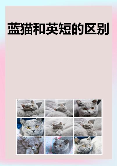 美短蓝猫和英短蓝猫的区别游戏截图