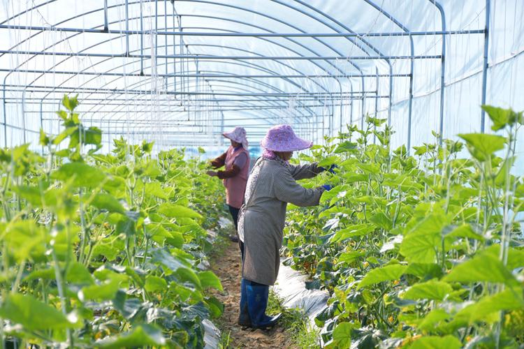 大棚菜种植方法全过程游戏截图