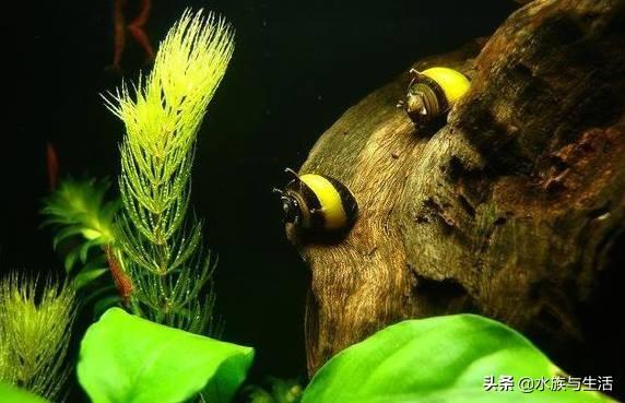 清理鱼缸粪便最好的办法缩略图