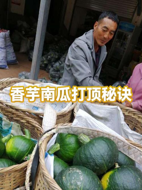 香芋南瓜的种植方法缩略图
