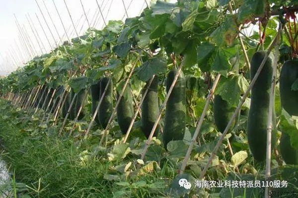 冬瓜种植方法全过程缩略图