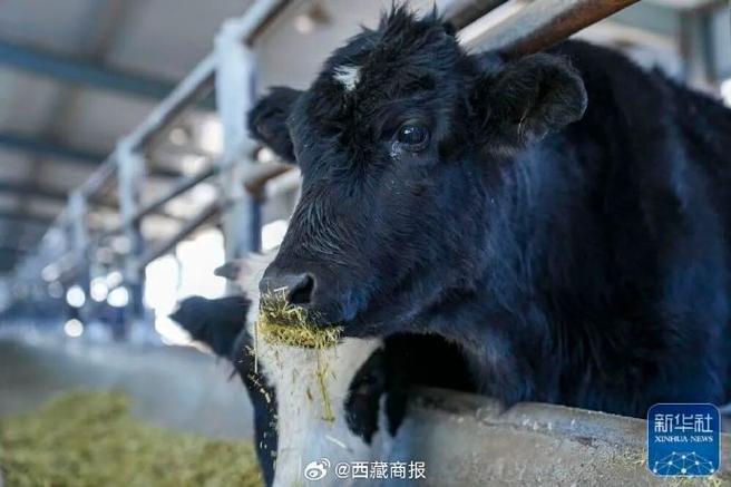 小牛电动车可以两部手机控制吗缩略图