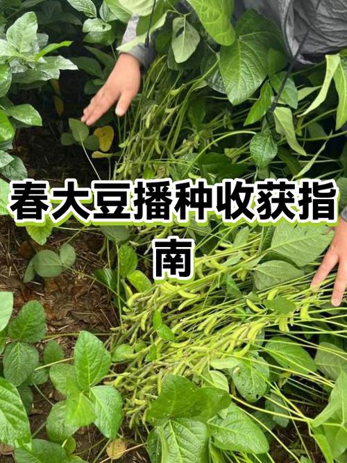 大豆最佳种植时间图标