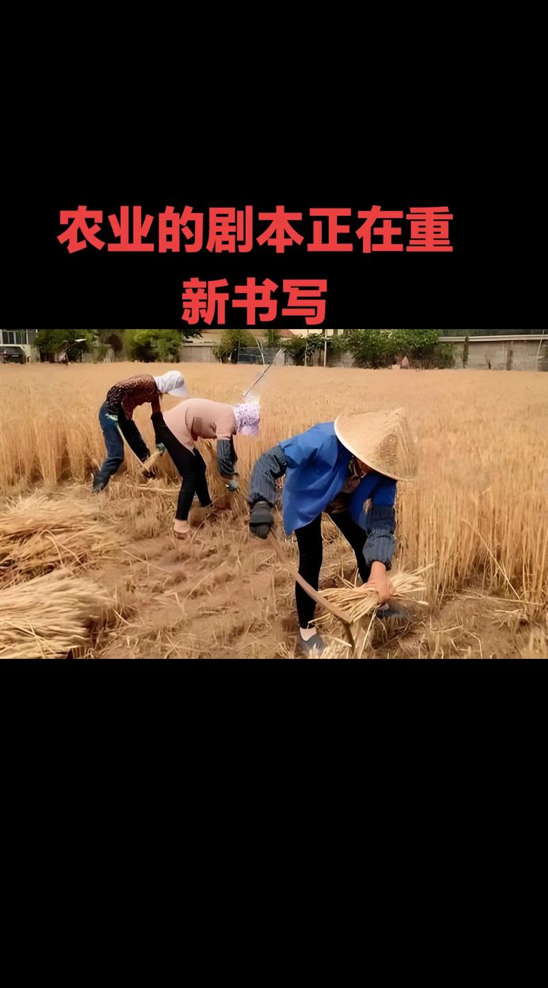 小农门的幸福生活免费阅读赵小刚缩略图