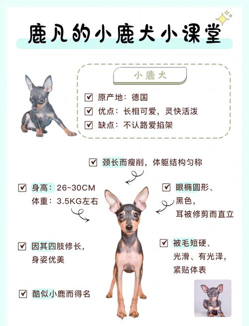 为什么不建议养小鹿犬图标
