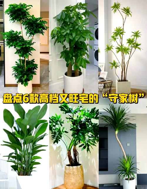 室内养什么树最好养缩略图