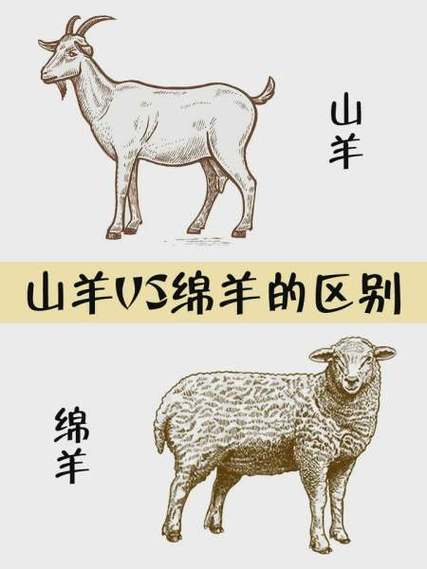 绵羊和山羊的区别是什么图标