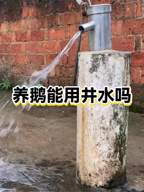 养鹅赚钱吗