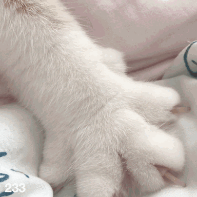qq昵称猫爪表情代码图标