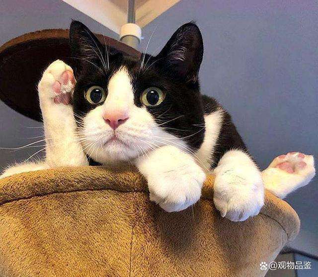 戴孝猫的10个特征