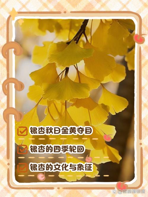 银杏分期app缩略图