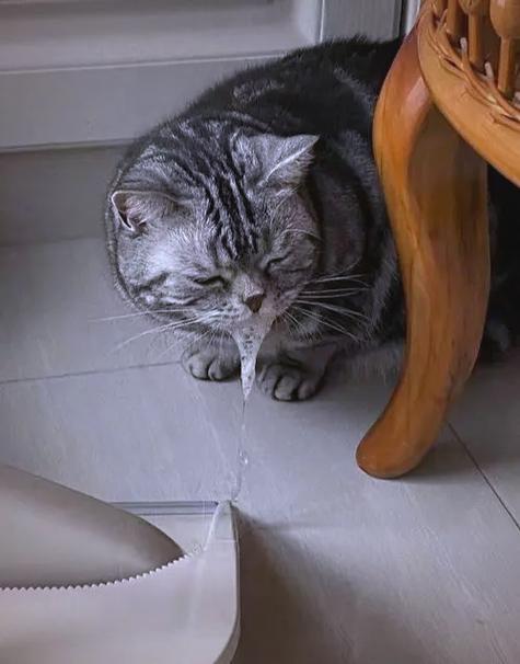 猫吐白沫怎么回事缩略图
