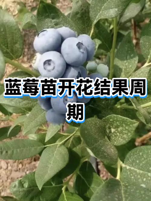 蓝莓从开花到结果要多久缩略图