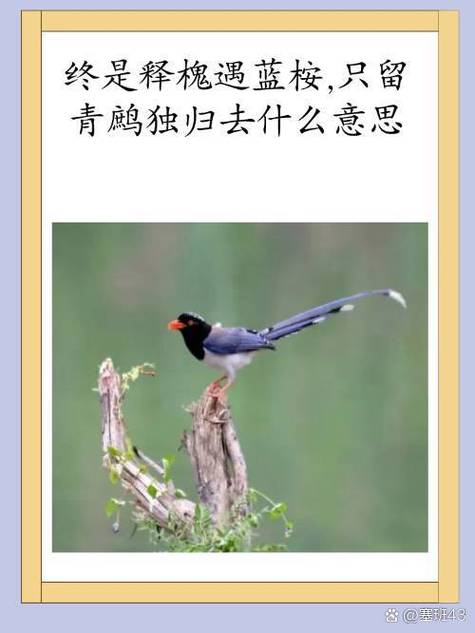 释槐鸟象征什么样的人缩略图