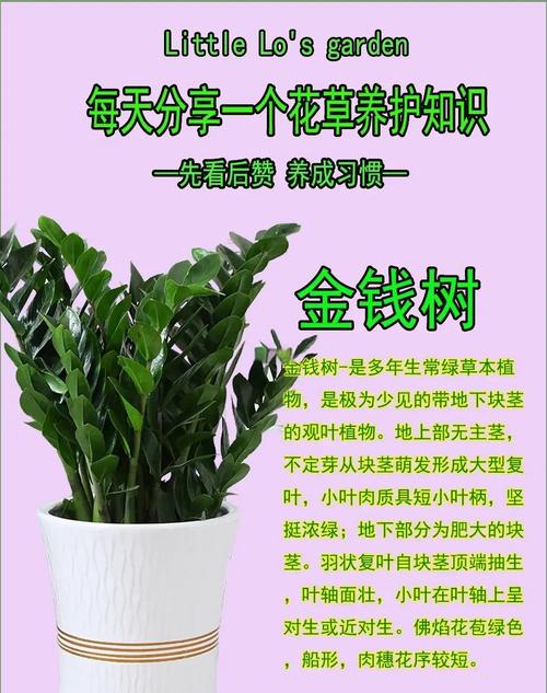 金钱树图片及养殖方法游戏截图