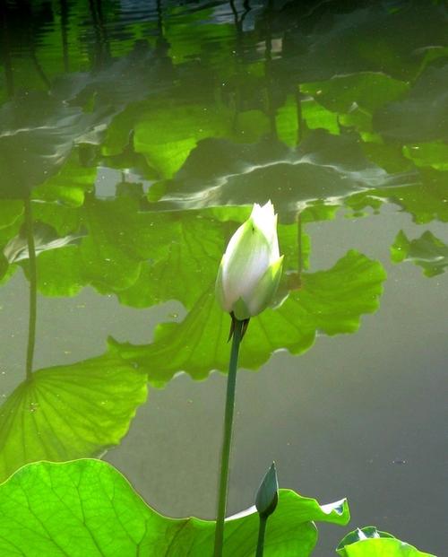 什么的浪花缩略图