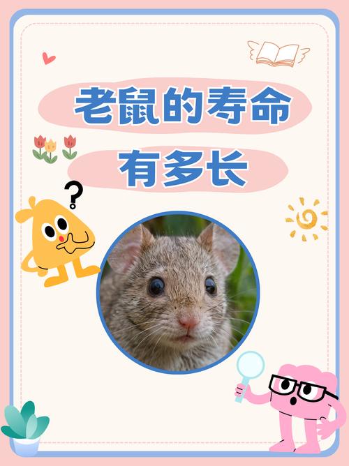 贴吧去广告精简版耗子图标