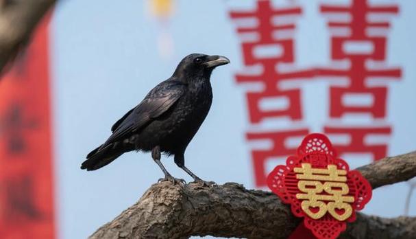 乌鸦什么时候是吉祥的象征图标