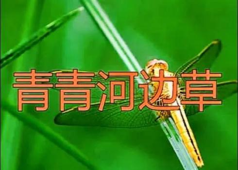 青青河边草青青和小草的关系游戏截图