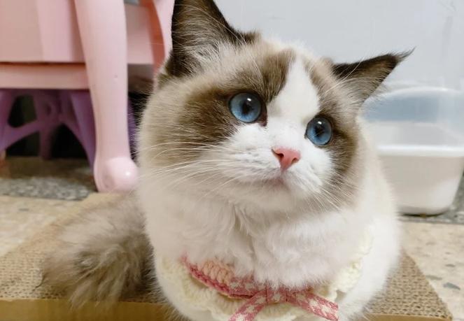 网红猫小八是什么品种图标