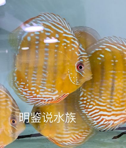 七彩神仙鱼各个品种图片大全缩略图