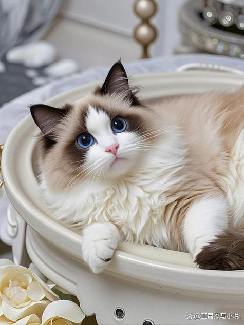 十大最受欢迎的宠物猫缩略图