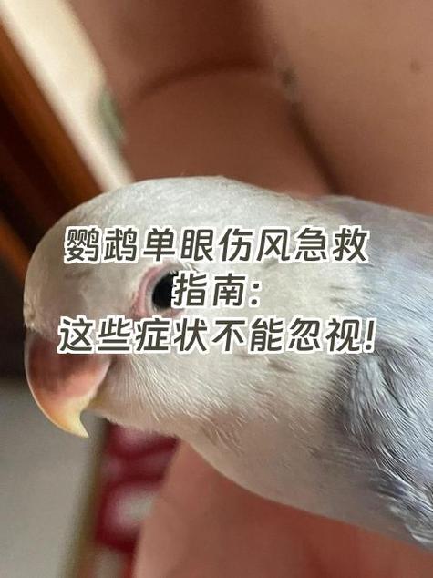 女人捡到鹦鹉的6大征兆图标