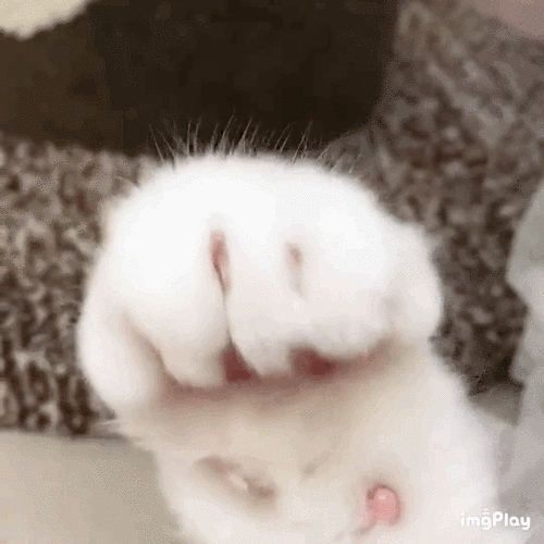 qq猫爪小表情叫什么图标