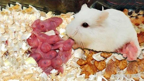 怀孕母仓鼠要生宝宝征兆图标